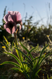 Al-Arz;Iris;Iris-Cedreti;Kaleidos;Kaleidos-images;Lebanon;Middle-East;Near-East;Proche-Orient;Tarek-Charara;Flowers;Endemic;Endangered-species;Endemic-species;Critically-endangered;Critically-endangered-species